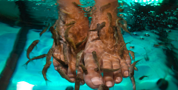 What is fish therapy