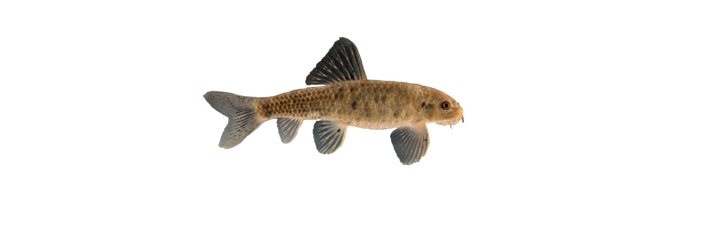 Garra Rufa